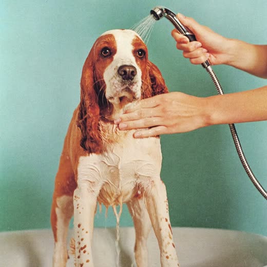 A dog having its coat clipped