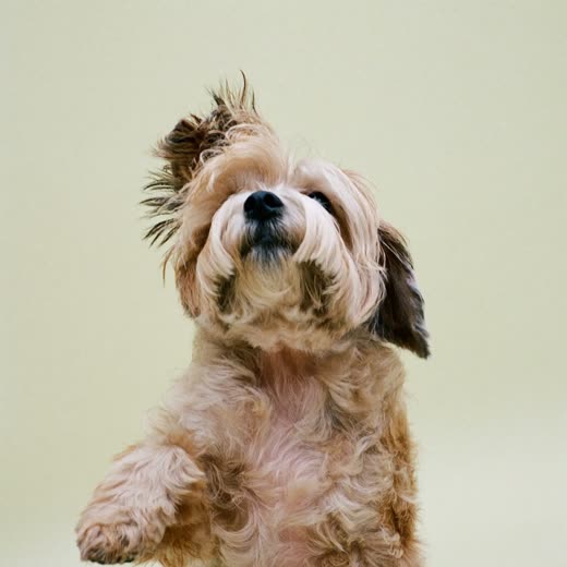 A dog's nails being trimmed